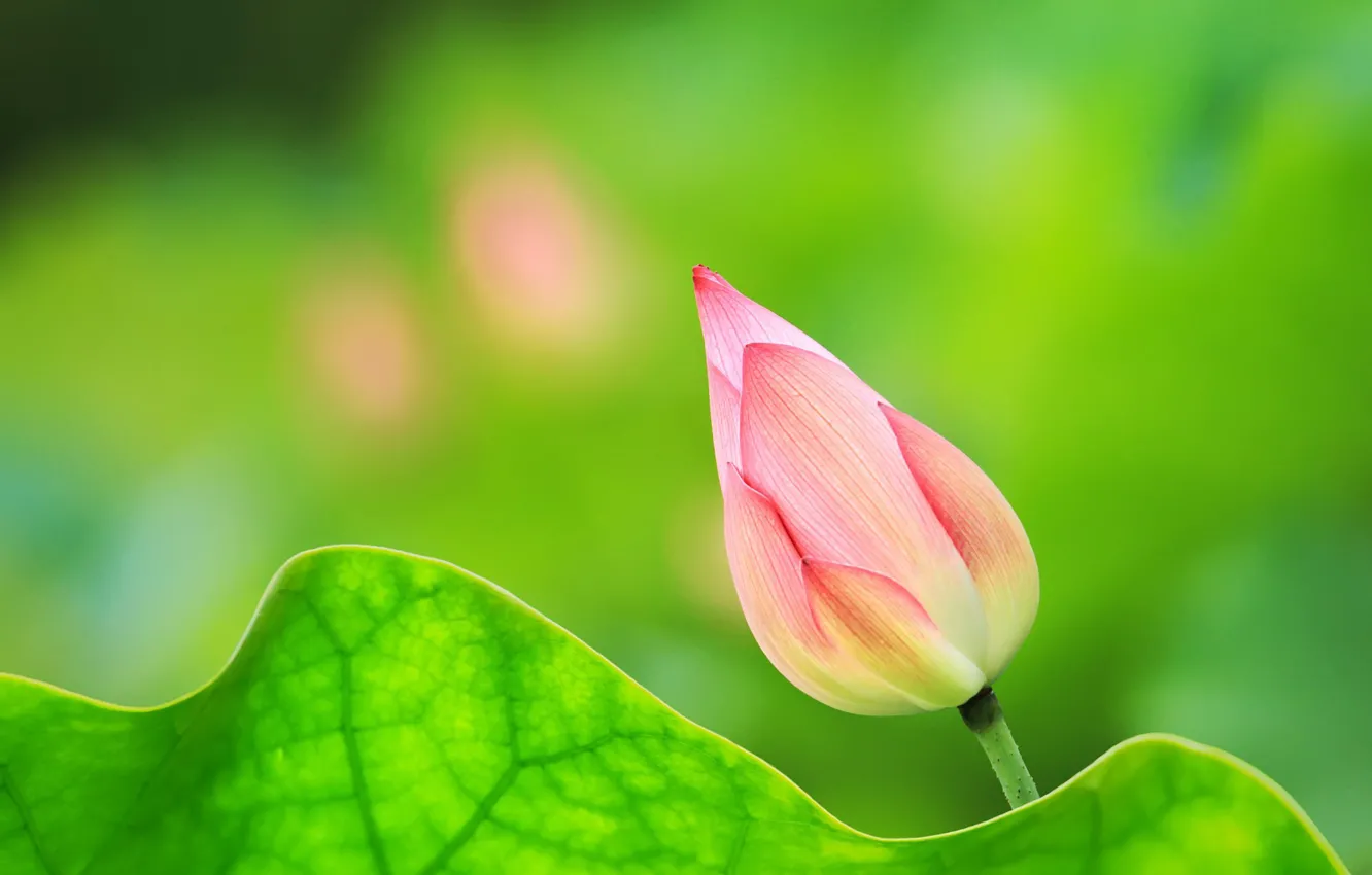 Photo wallpaper sheet, Bud, Lotus