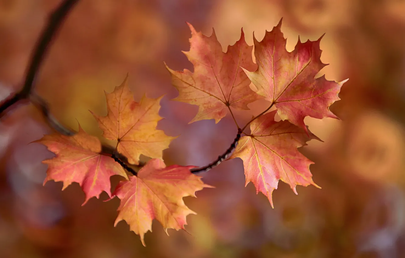 Photo wallpaper autumn, leaves, maple, the crimson