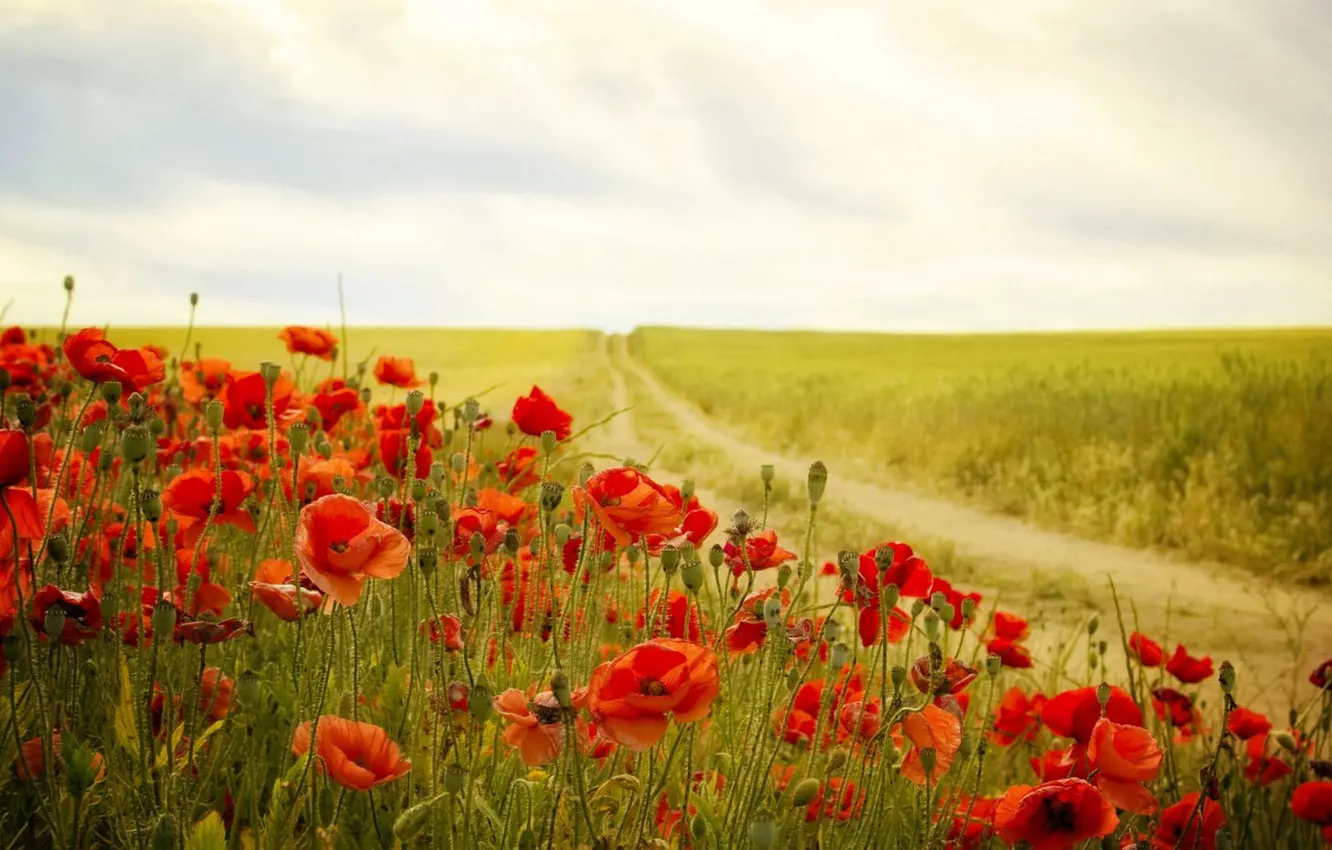 Photo wallpaper field, summer, Maki