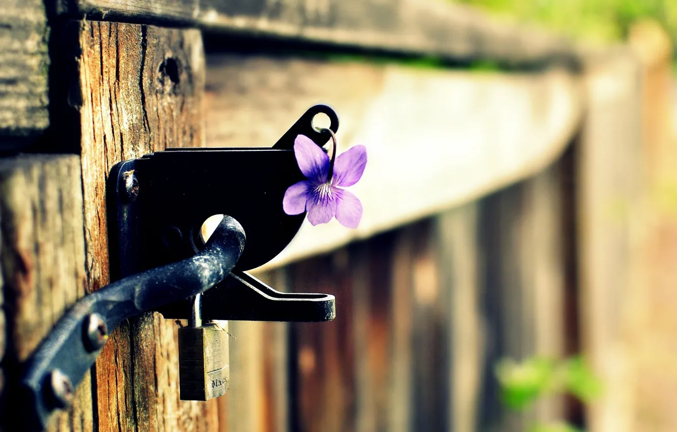 Photo wallpaper flower, purple, macro, background, castle, widescreen, Wallpaper, the fence