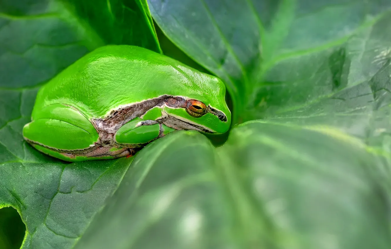 Photo wallpaper macro, green, leaf, frog