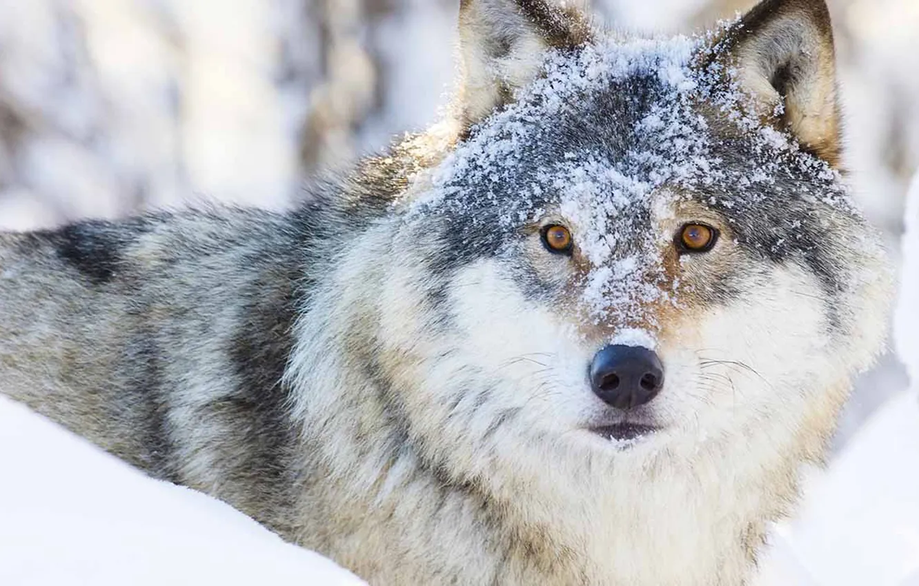 Photo wallpaper nature, Gray Wolf, face, animal, wolf, canis lupus, wildlife, head