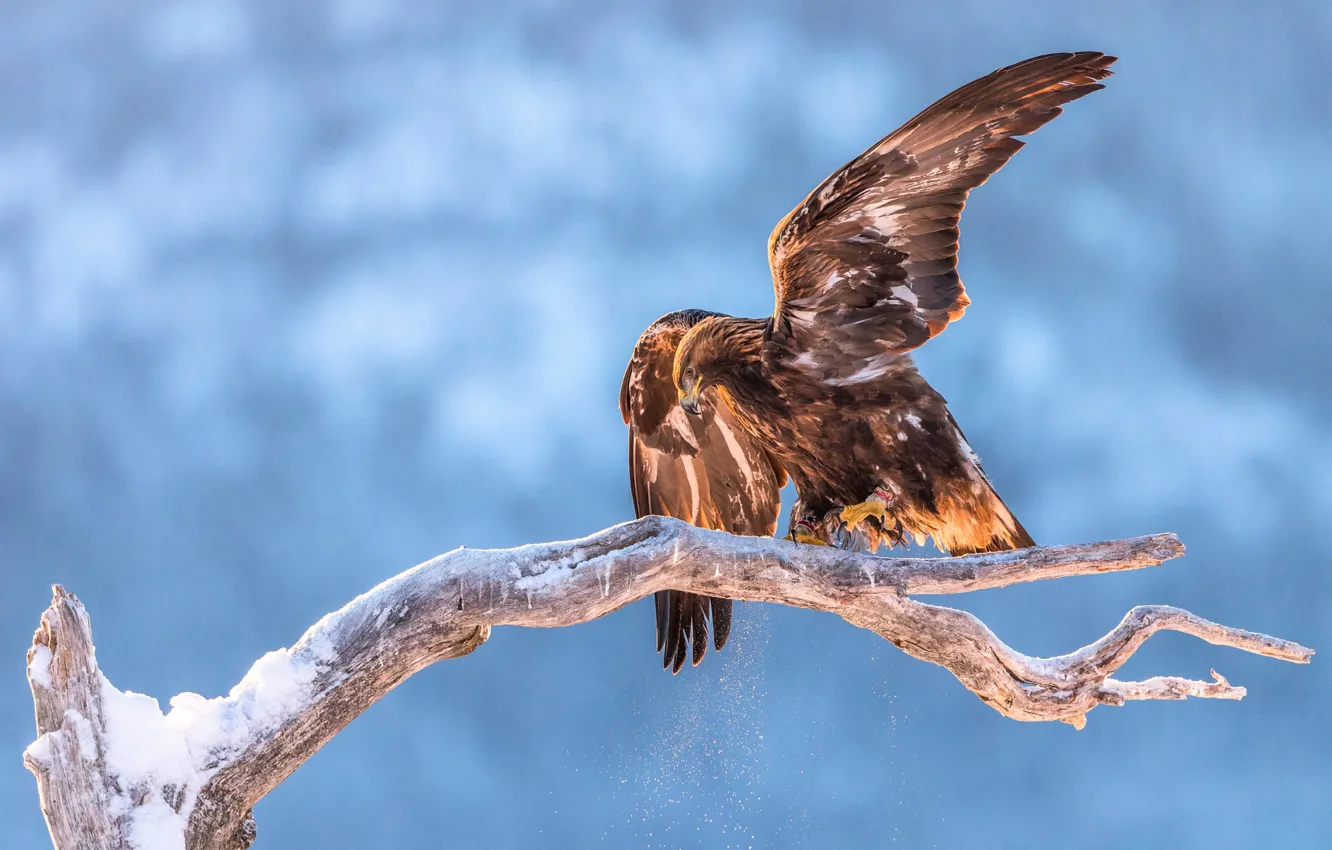 Photo wallpaper winter, branches, bird, eagle, blue background, flap