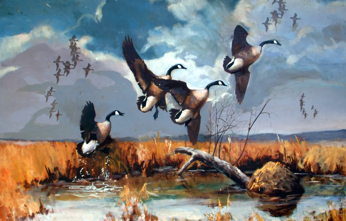Photo wallpaper wallpaper, flying, lake, painting, Canadian, a flock of geese, marsh, canadian geese