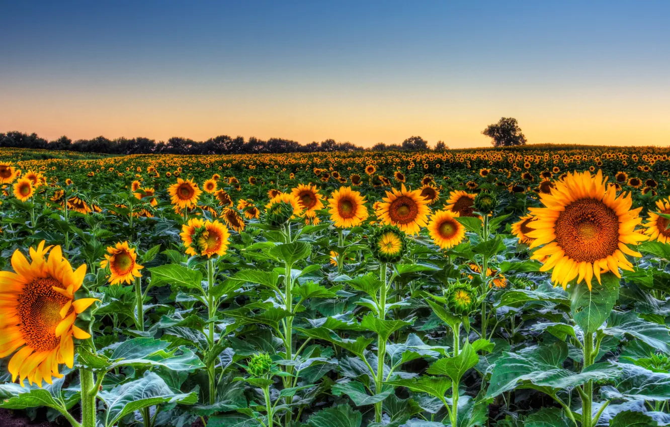 Photo wallpaper field, the sky, leaves, trees, sunflowers, flowers, the evening, horizon
