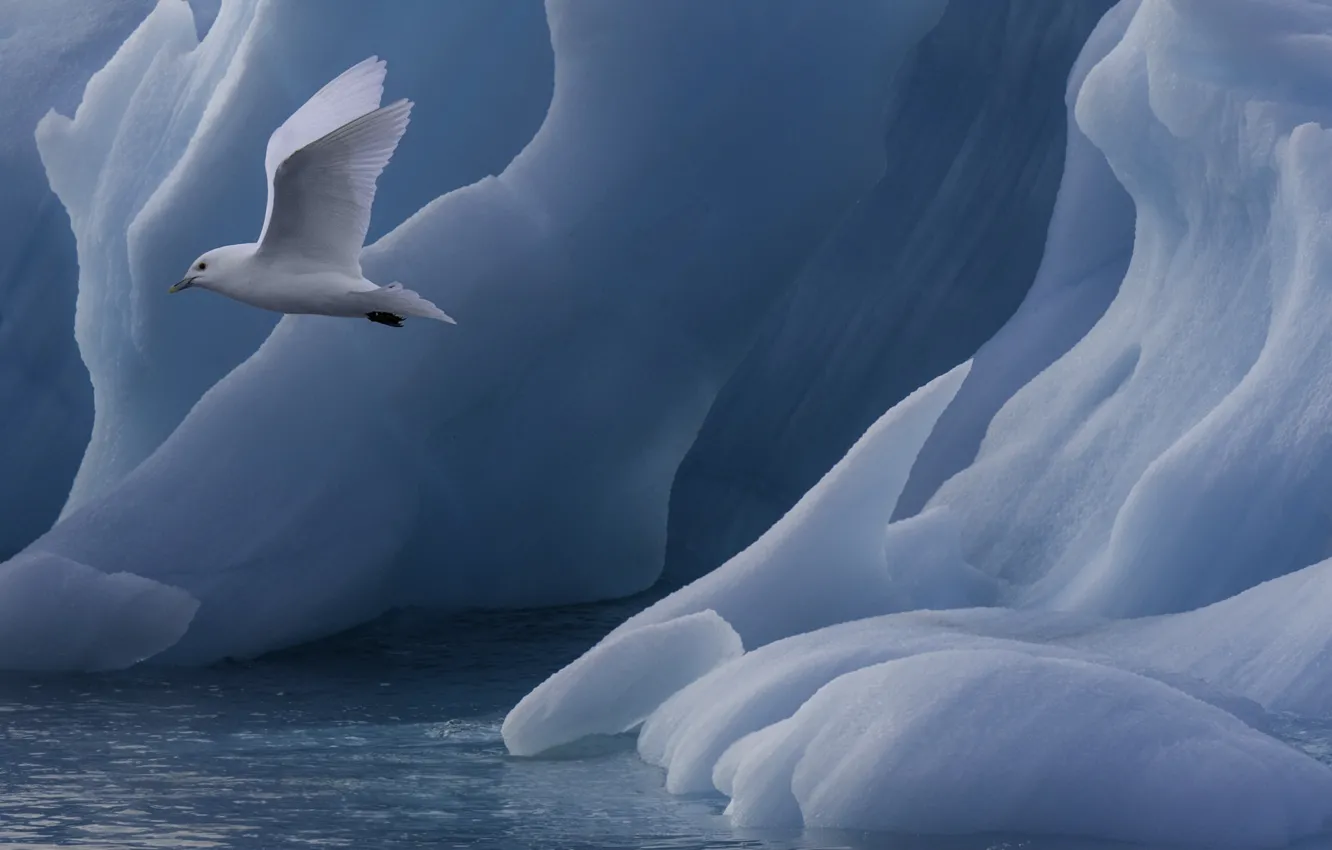 Photo wallpaper water, flight, nature, the ocean, bird, seagulls, iceberg, ice
