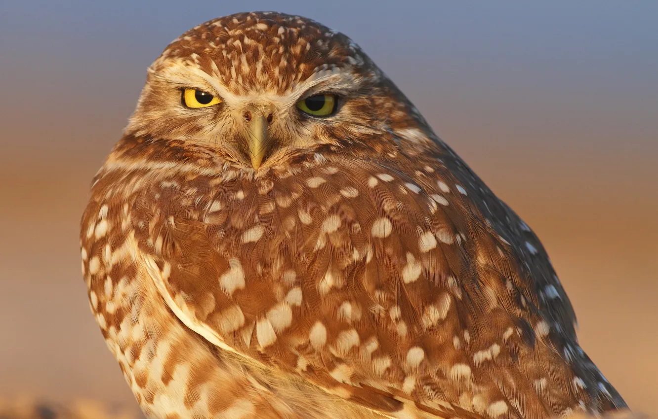 Photo wallpaper background, owl, bird