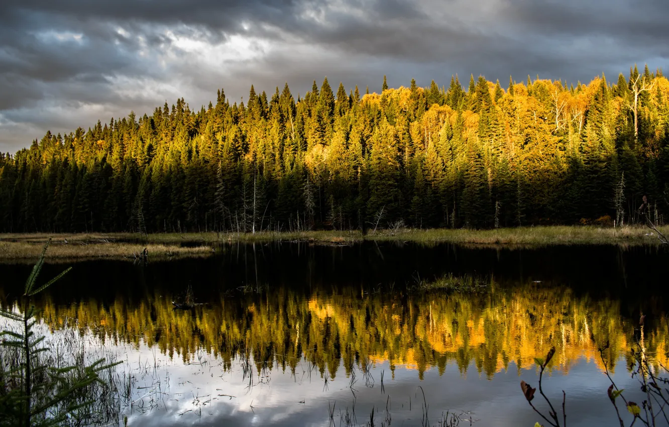 Photo wallpaper autumn, forest, river