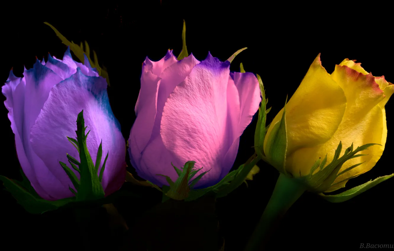 Photo wallpaper sadness, night, color, roses, backlight