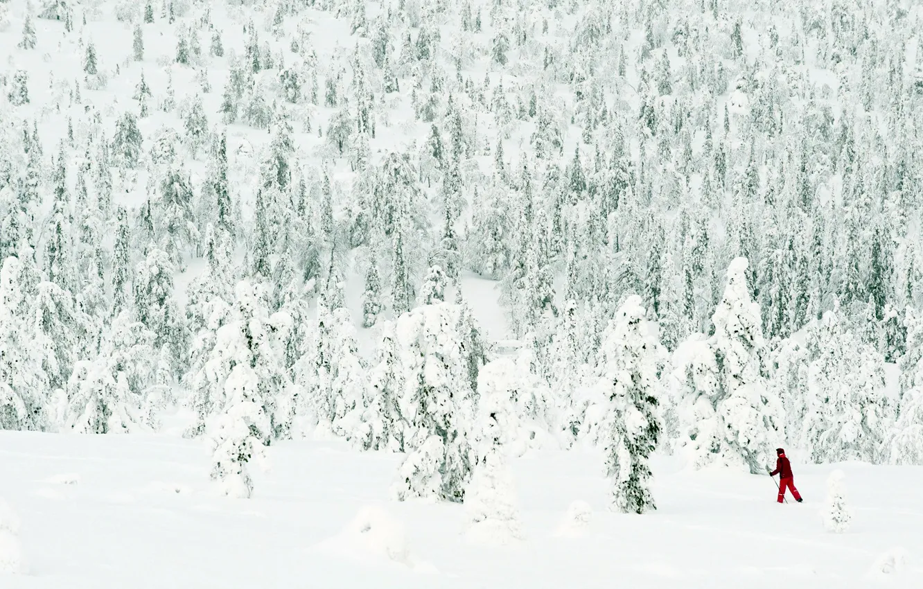 Photo wallpaper FOREST, WHITE, SKIER, SNOW, WINTER, NEEDLES, RED, TREES