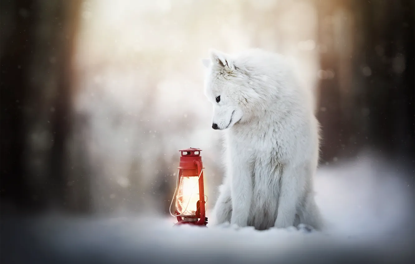 Photo wallpaper winter, snow, dog, lantern, Samoyed