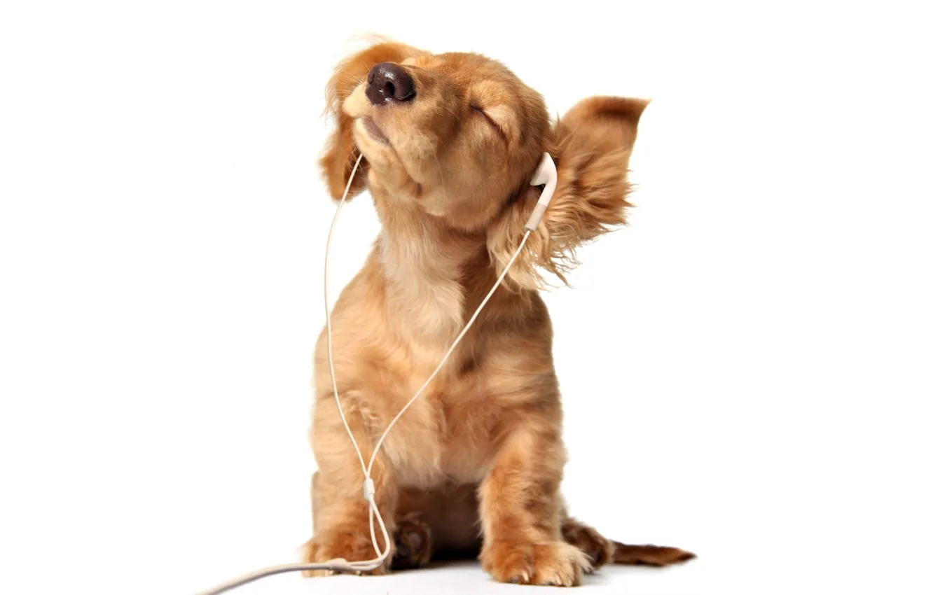 Photo wallpaper dog, headphones, puppy, ears, baldeet