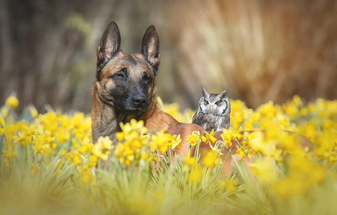 Photo wallpaper flowers, animal, owl, bird, glade, dog, spring, garden