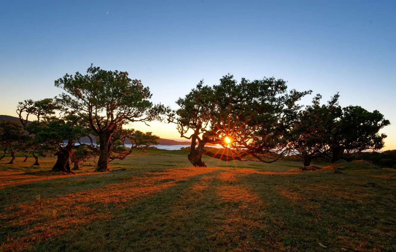 Photo wallpaper grass, trees, Portugal, Porto Moniz, sunrise, sunrise, Portugal, blue sky