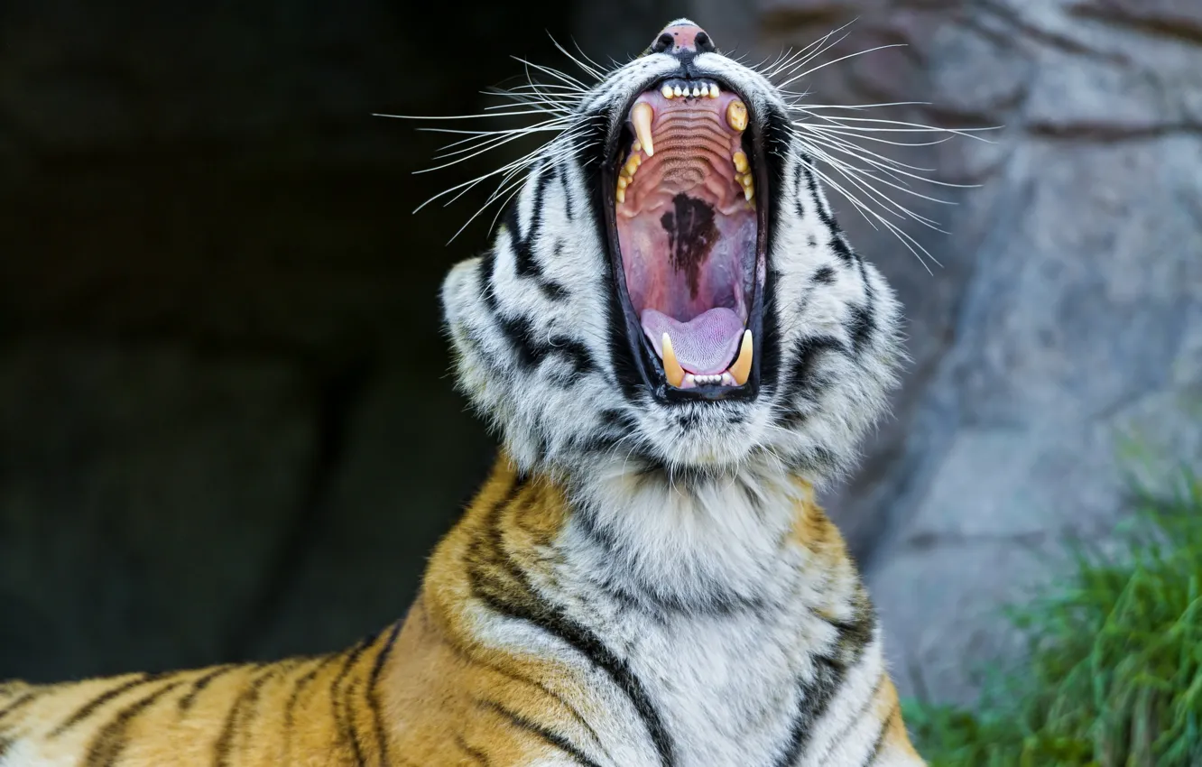 Photo wallpaper face, mouth, fangs, wild cat, yawns, the Amur tiger