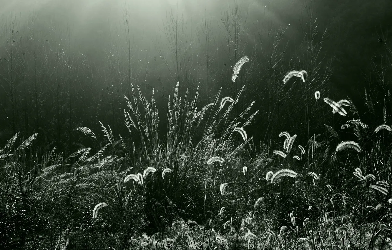 Photo wallpaper forest, grass, lighting