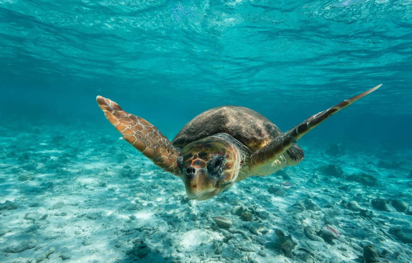 Wallpaper underwater, water, turquoise, tropical, travel, turtle ...