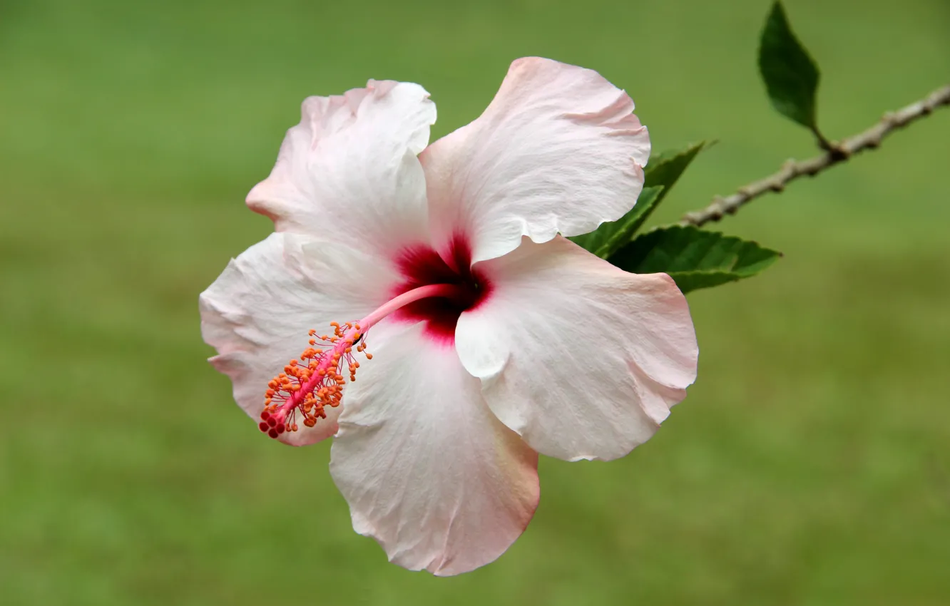 Photo wallpaper macro, flowers, hibiscus