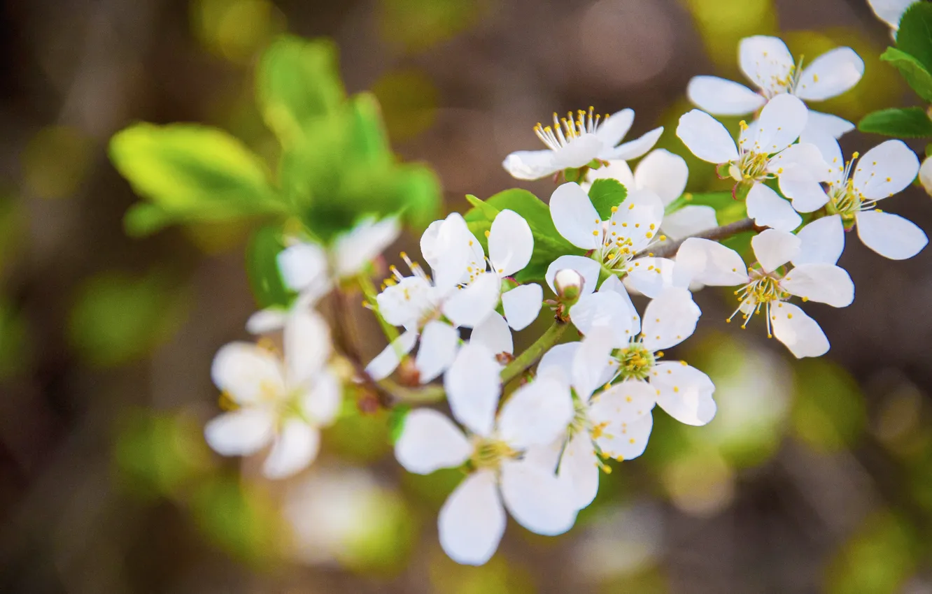 Photo wallpaper flowers, branches, spring, flowering