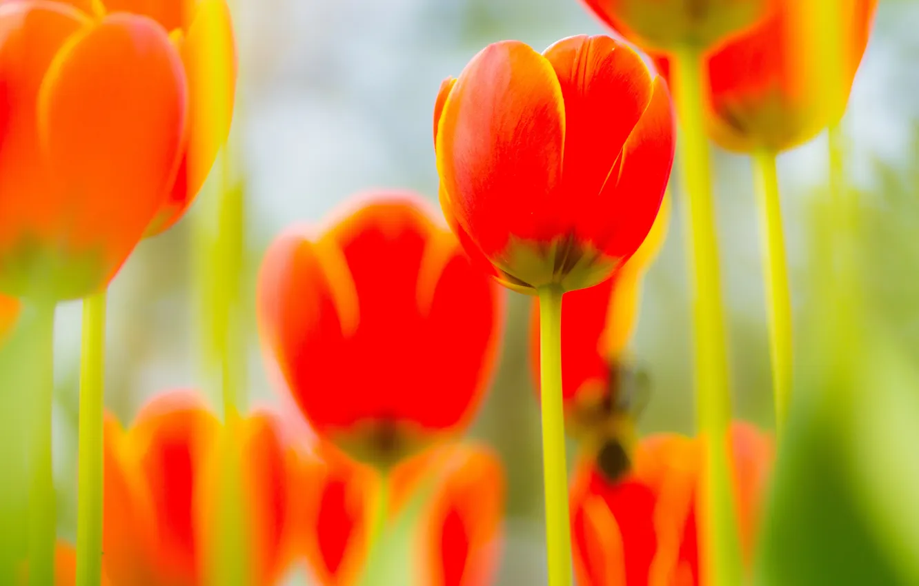 Photo wallpaper flowers, background, tulips