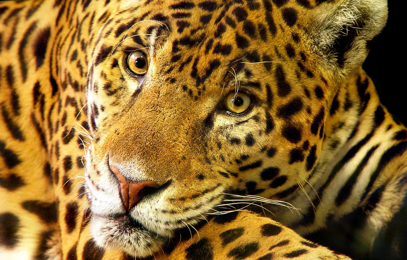 Photo wallpaper cat, Jaguar, large