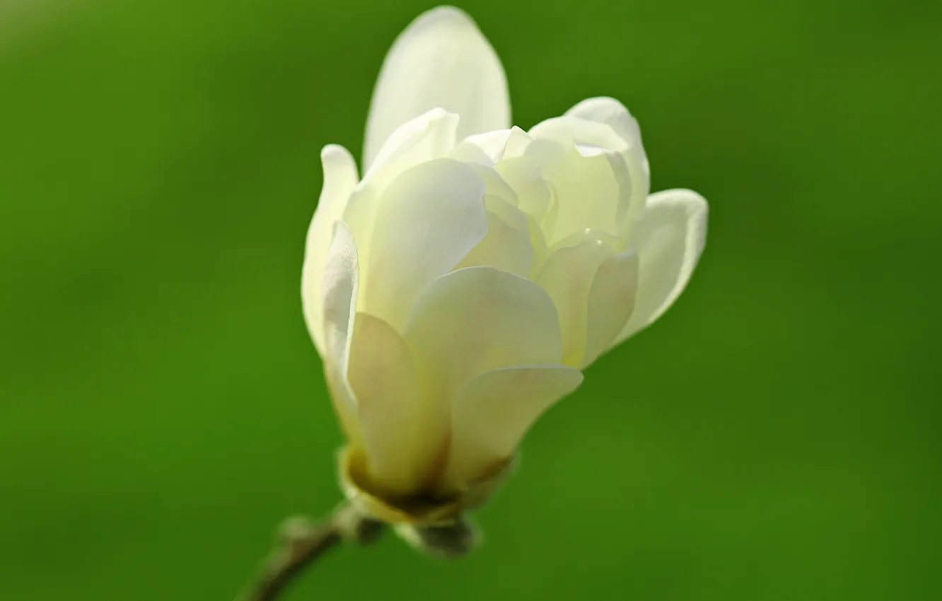 Photo wallpaper branches, nature, petals, Magnolia