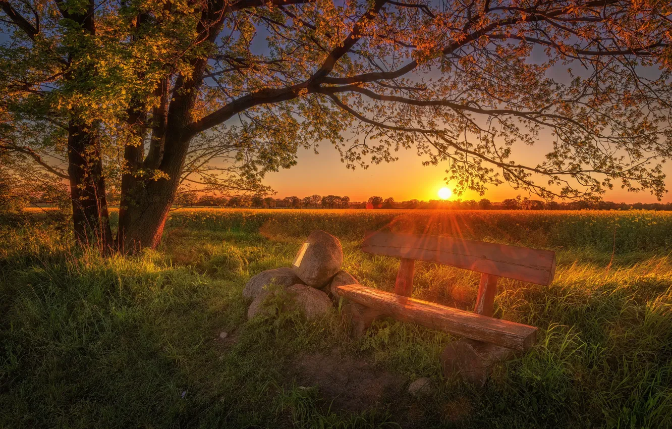 Photo wallpaper the sun, trees, sunset, bench