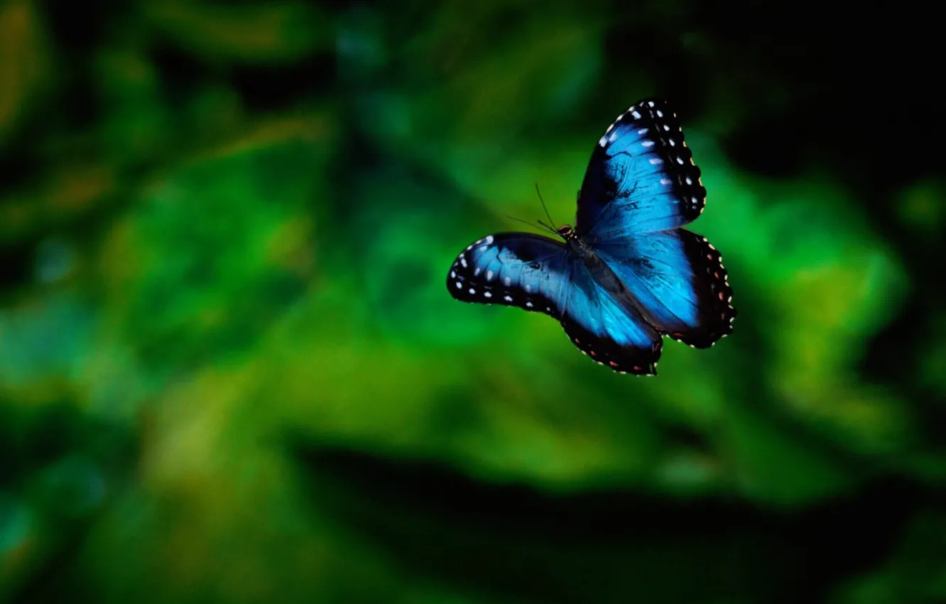 Photo wallpaper greens, background, butterfly, insect