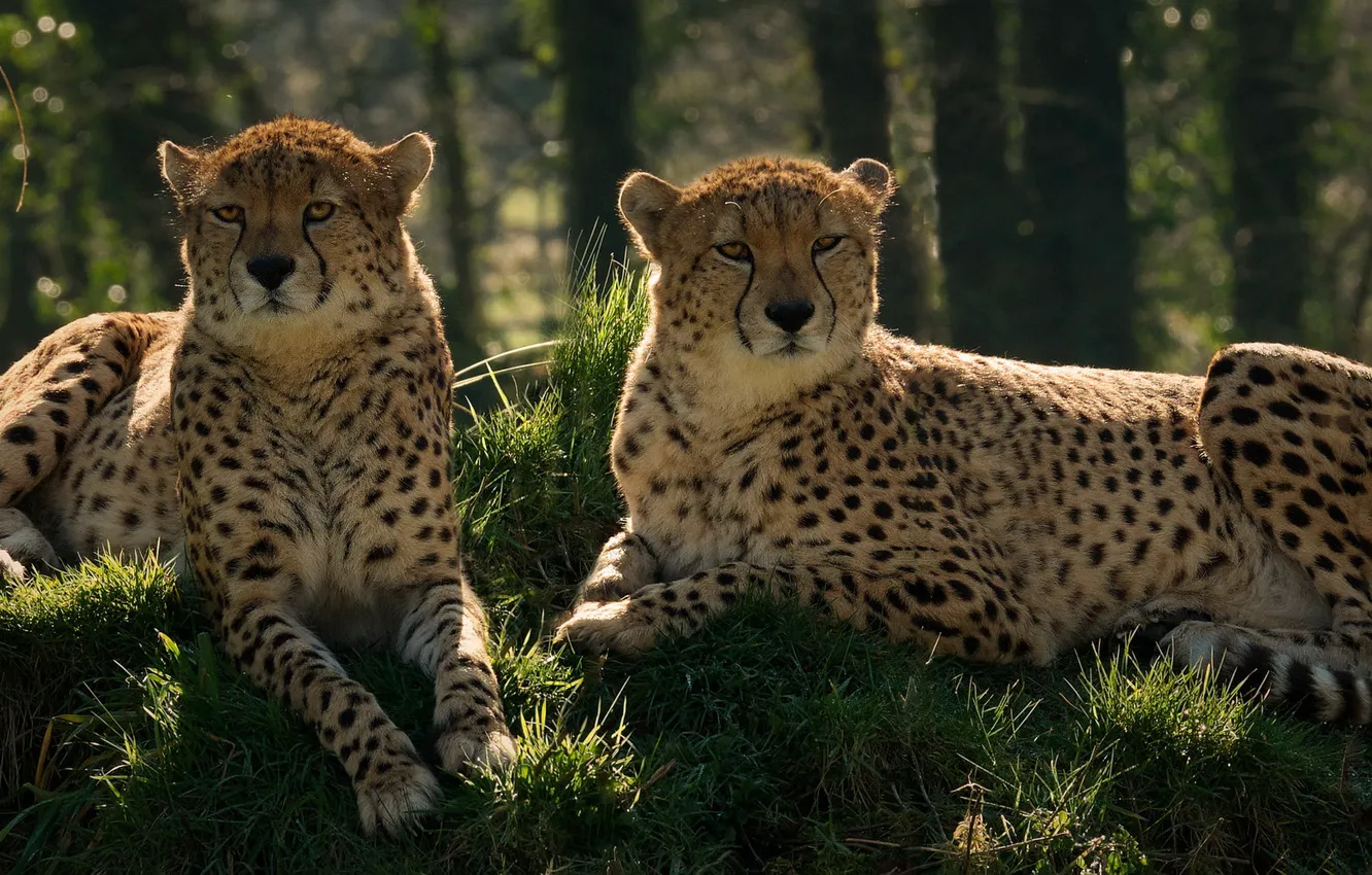Photo wallpaper forest, grass, stay, pair, Cheetah, lies, Two cheetahs