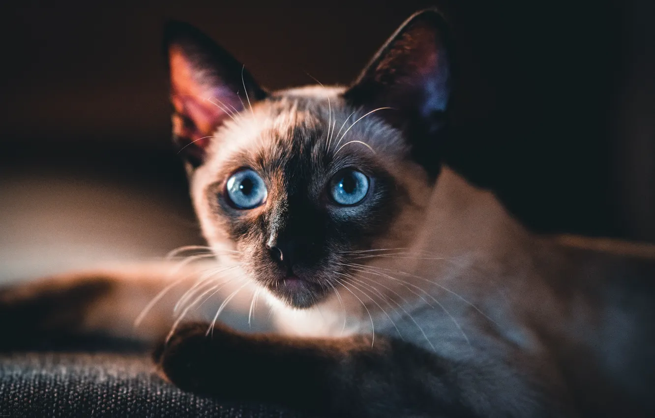 Photo wallpaper cat, cat, look, face, lies, black background, blue eyes, Siamese