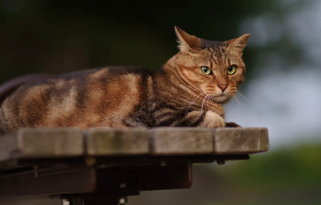 Photo wallpaper cat, cat, look, face, bench, grey, background, Board