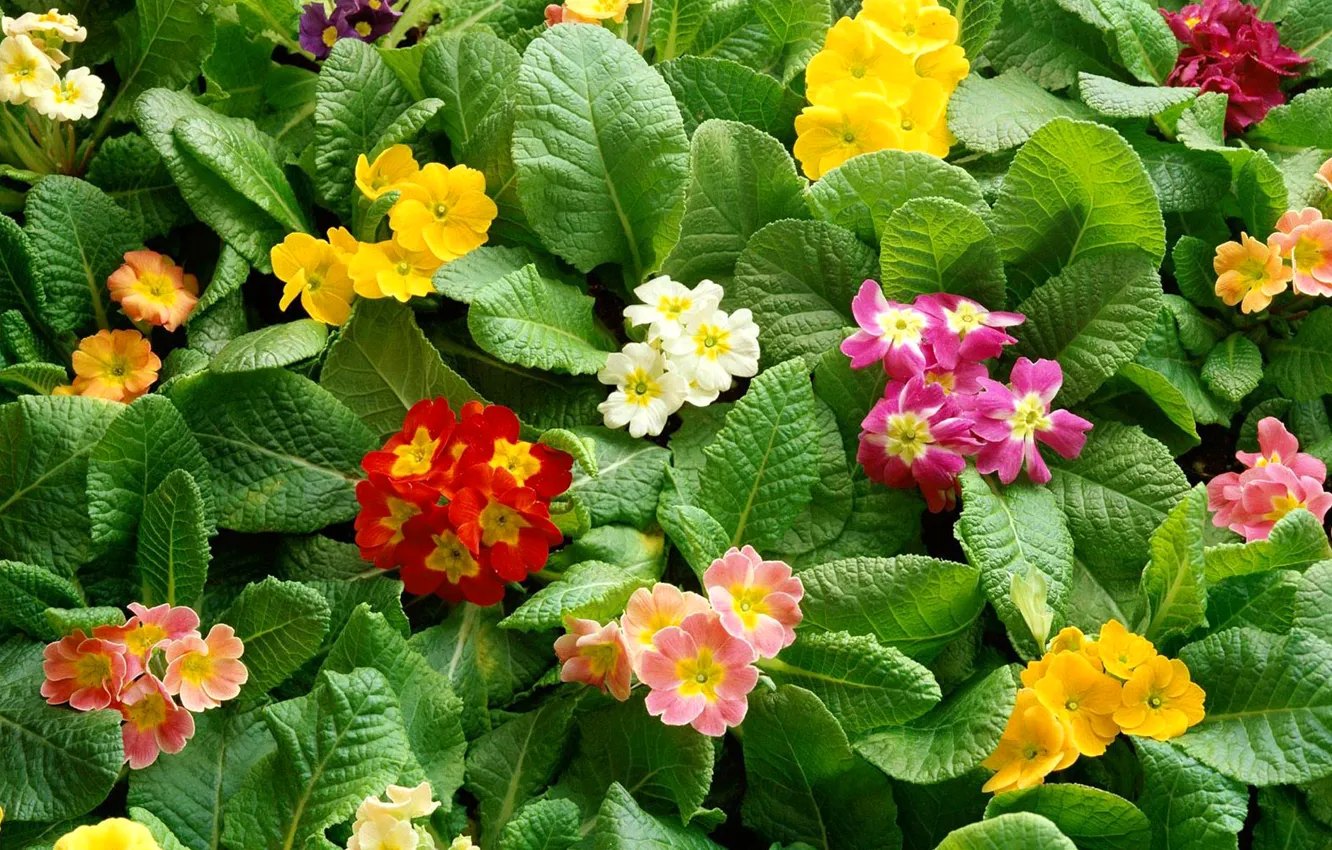 Photo wallpaper leaves, carpet, petals, flowerbed
