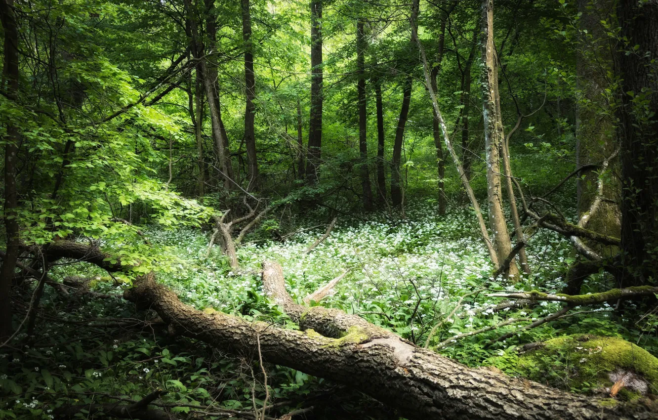 Photo wallpaper greens, forest, trees, flowers, branches, thickets, glade, foliage