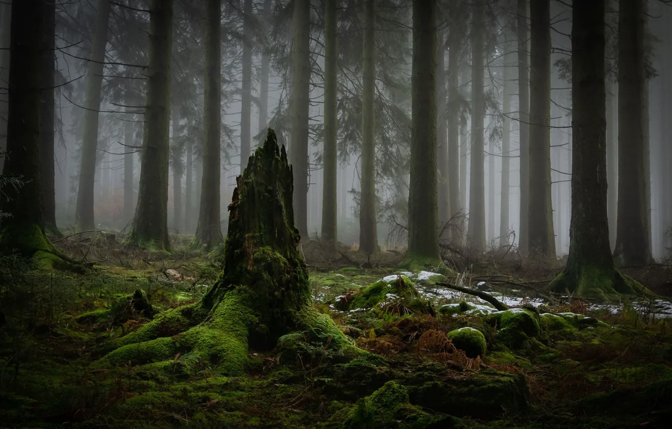 Photo wallpaper forest, trees, nature, fog, moss