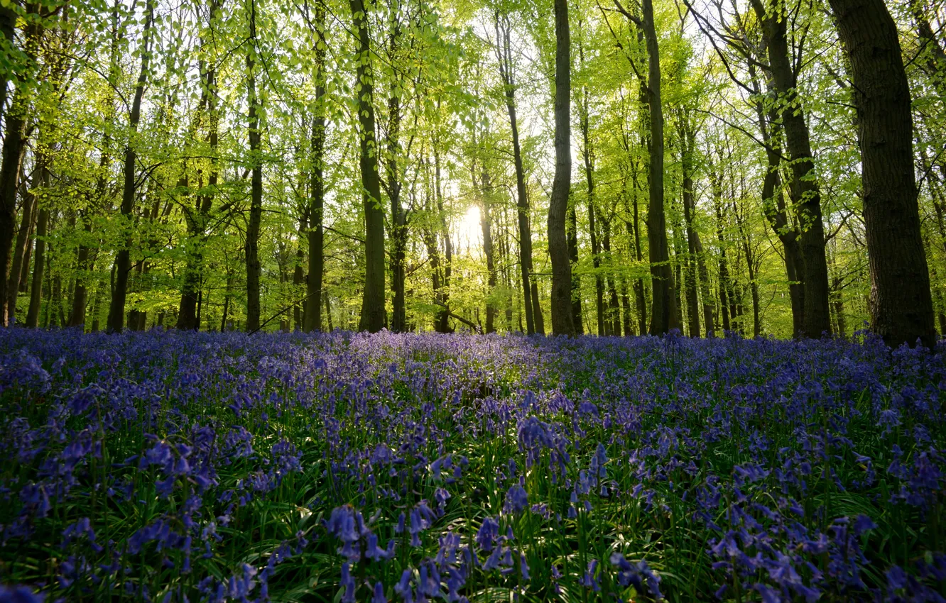 Photo wallpaper forest, trees, flowers, sunlight