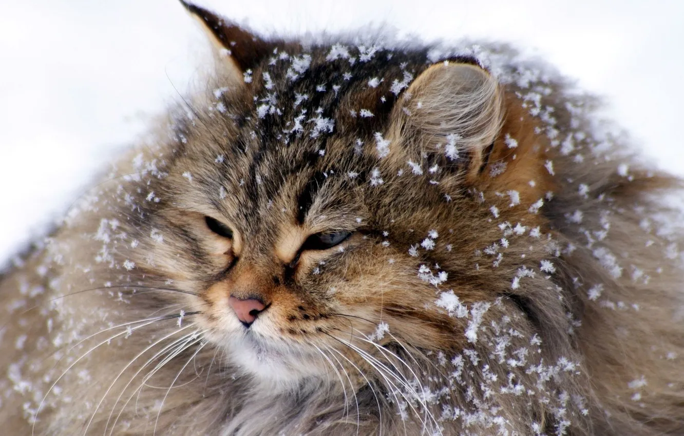Photo wallpaper cat, snow, Maine Coon