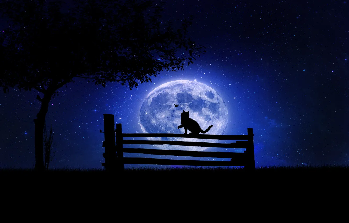 Photo wallpaper cat, trees, bench, night, the moon