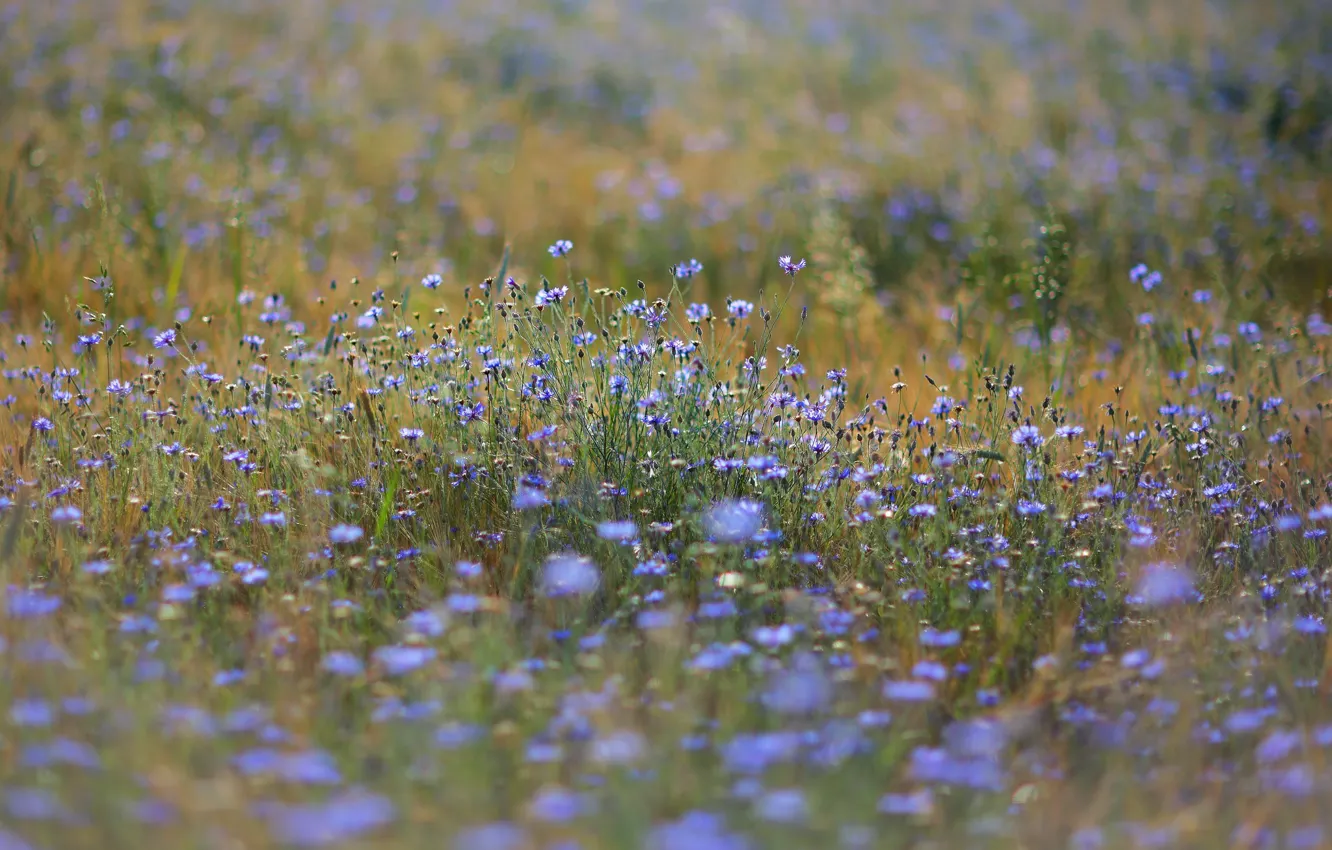 Photo wallpaper field, summer, flowers, meadow, field, a lot, cornflowers