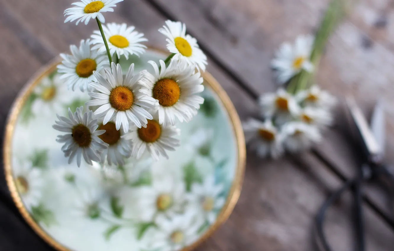 Photo wallpaper chamomile, saucer, bokeh