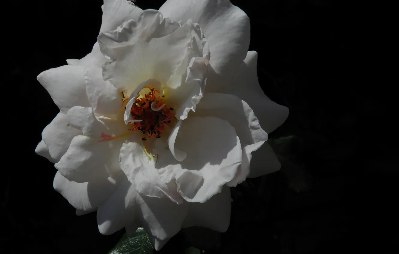 Photo wallpaper flowers, roses, white rose
