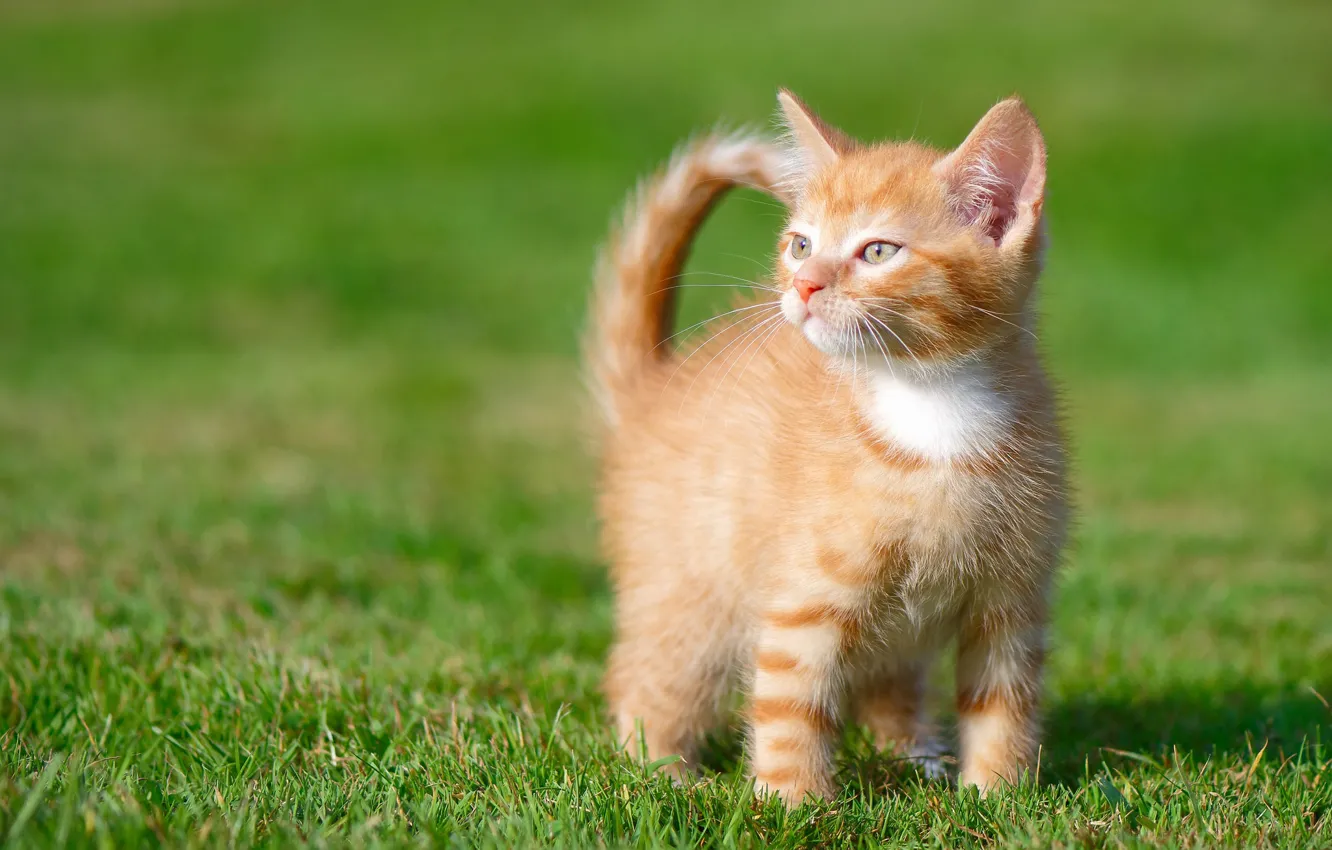 Photo wallpaper grass, baby, kitty, ginger kitten