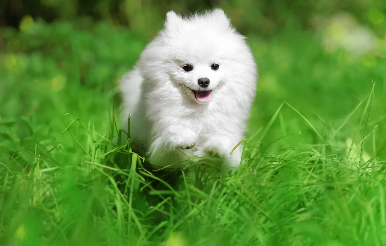 Photo wallpaper language, white, summer, grass, sweetheart, dog, running, puppy