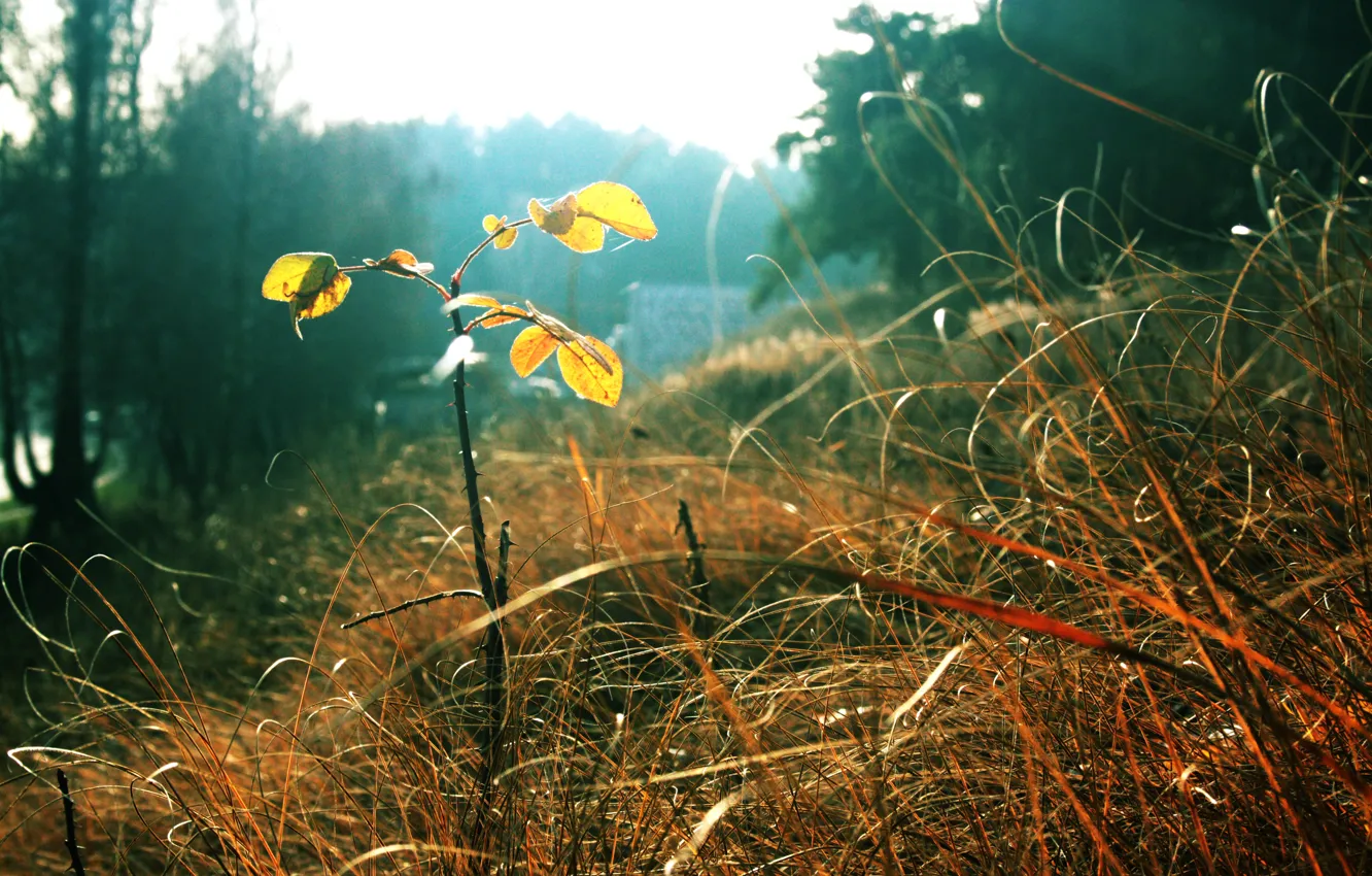 Photo wallpaper autumn, grass, leaves