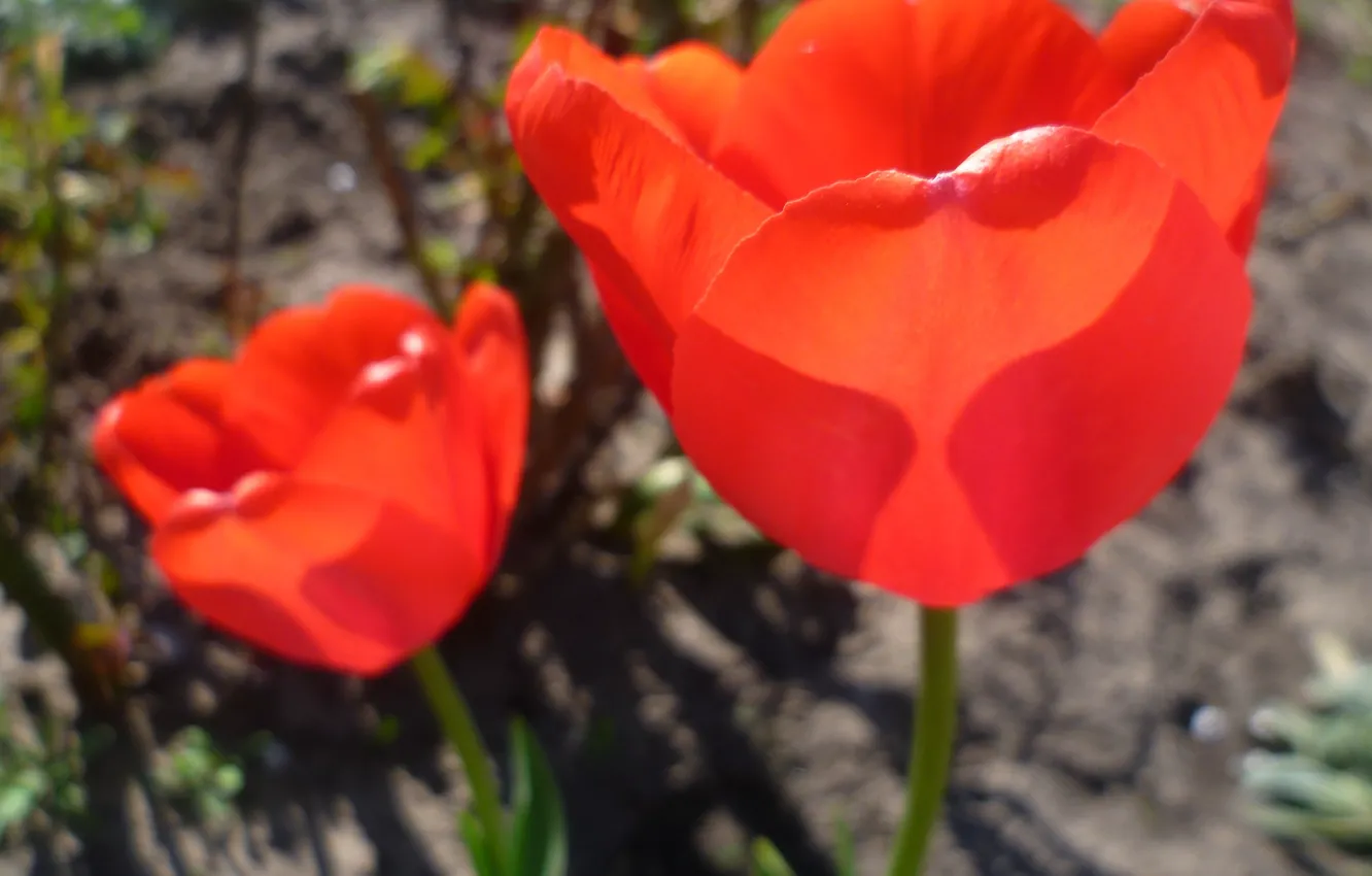 Photo wallpaper macro, flowers, tulips