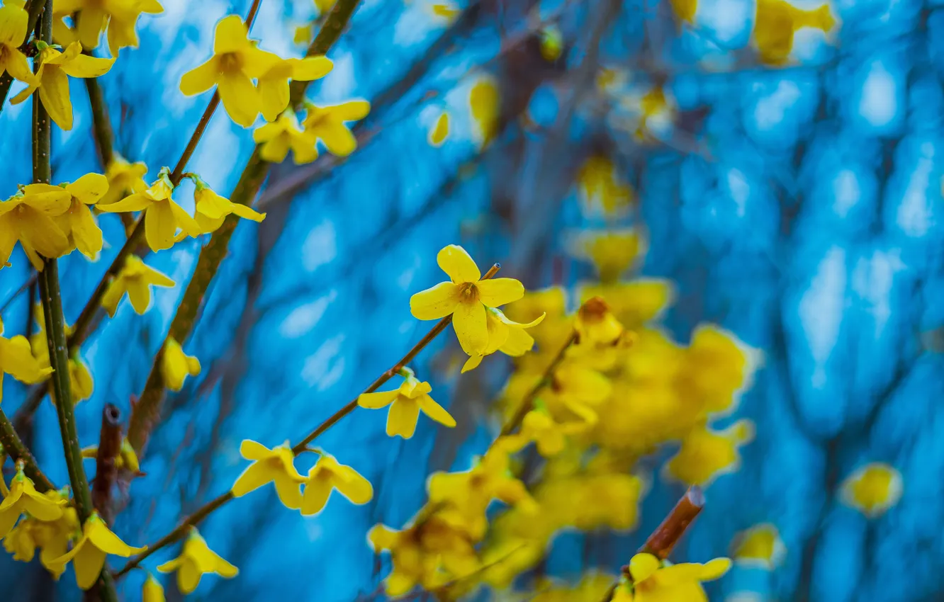 Photo wallpaper flowers, branches, yellow, spring, flowering, blue background, shrub, forsythia