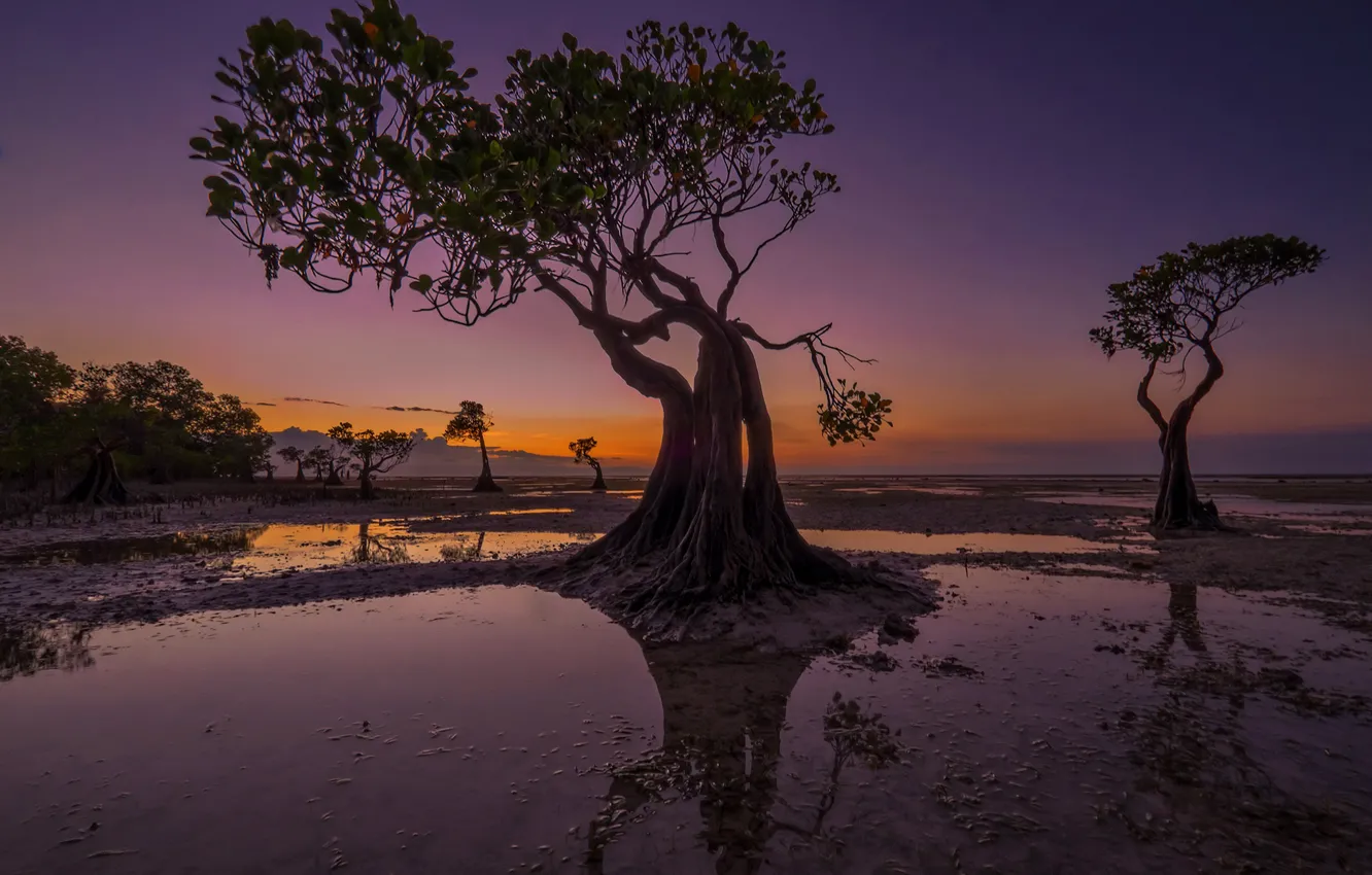 Photo wallpaper trees, the evening, tide, Indonesia, glow, Walakiri Beach