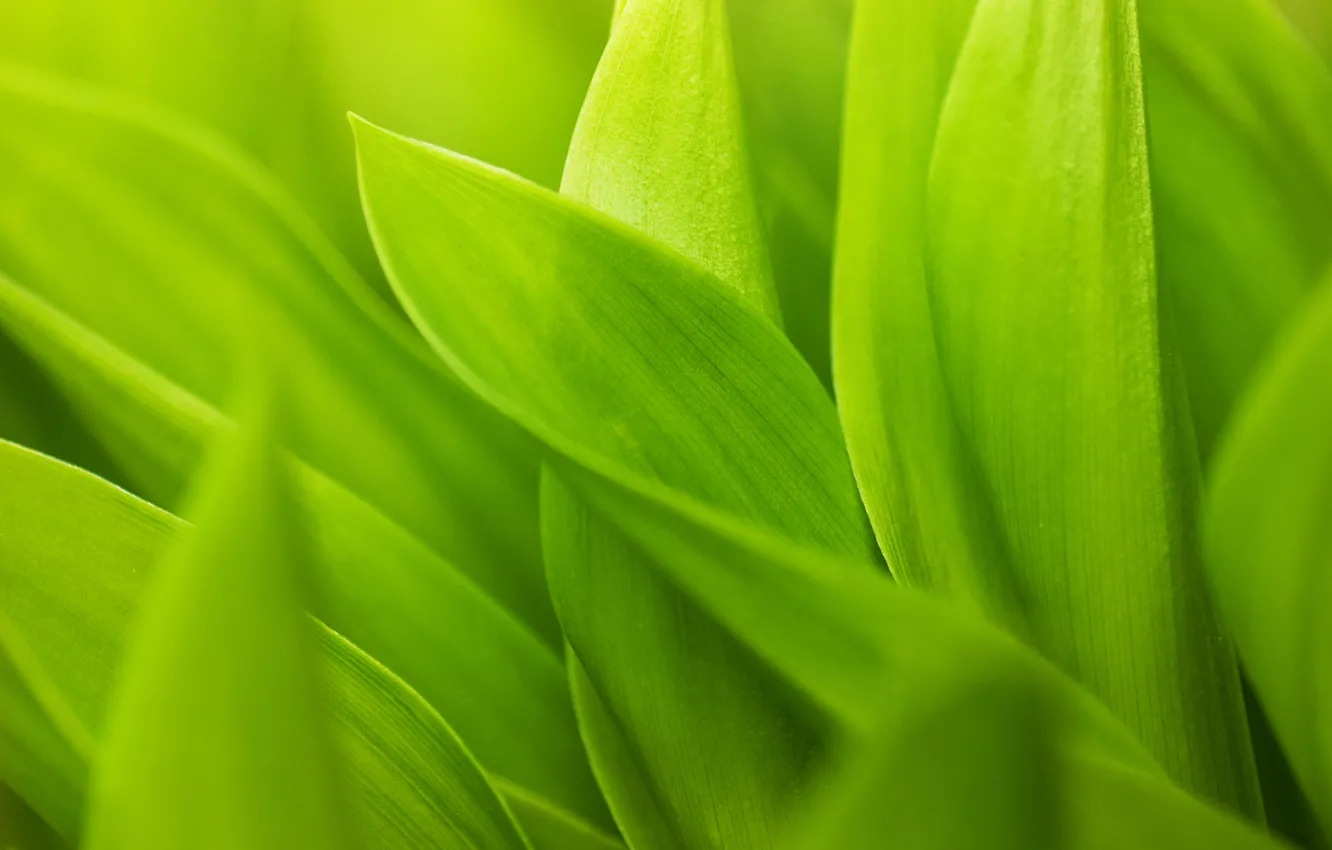 Photo wallpaper greens, sheets, stems, green leaves
