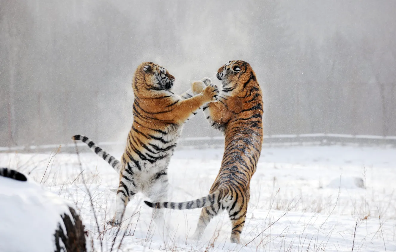 Photo wallpaper winter, field, forest, snow, tiger, pose, fog, the game