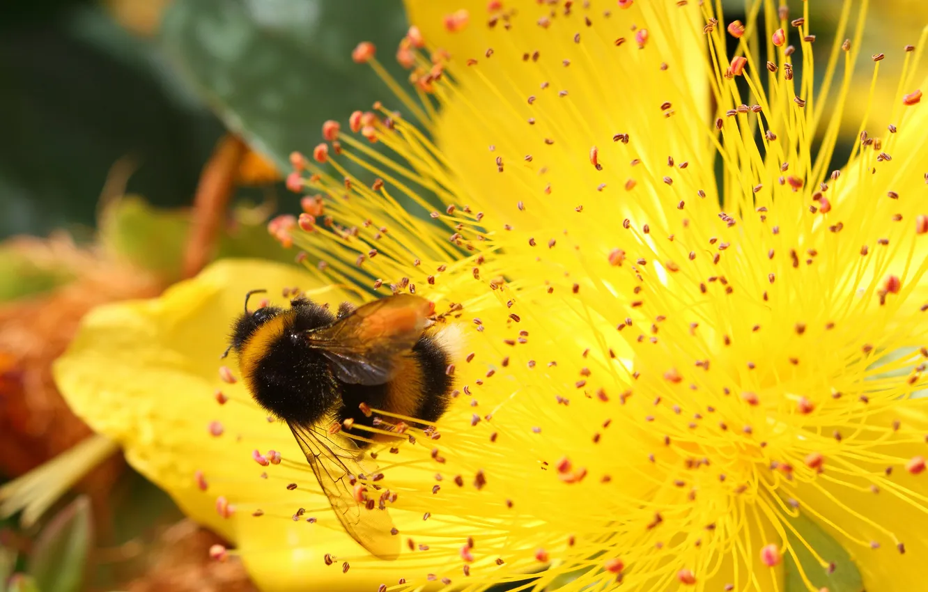 Photo wallpaper flowers, yellow, insect, bumblebee