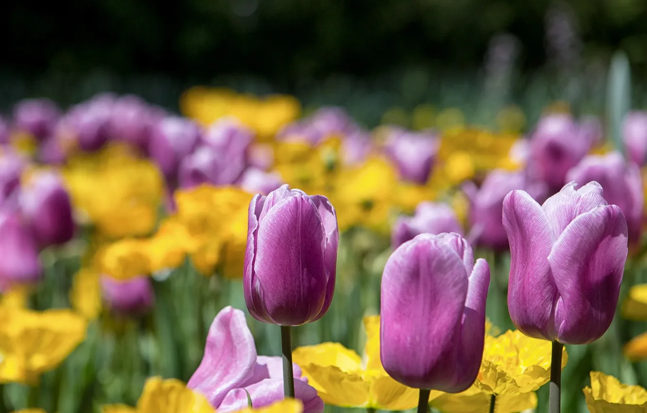 Photo wallpaper flowers, nature, tulips